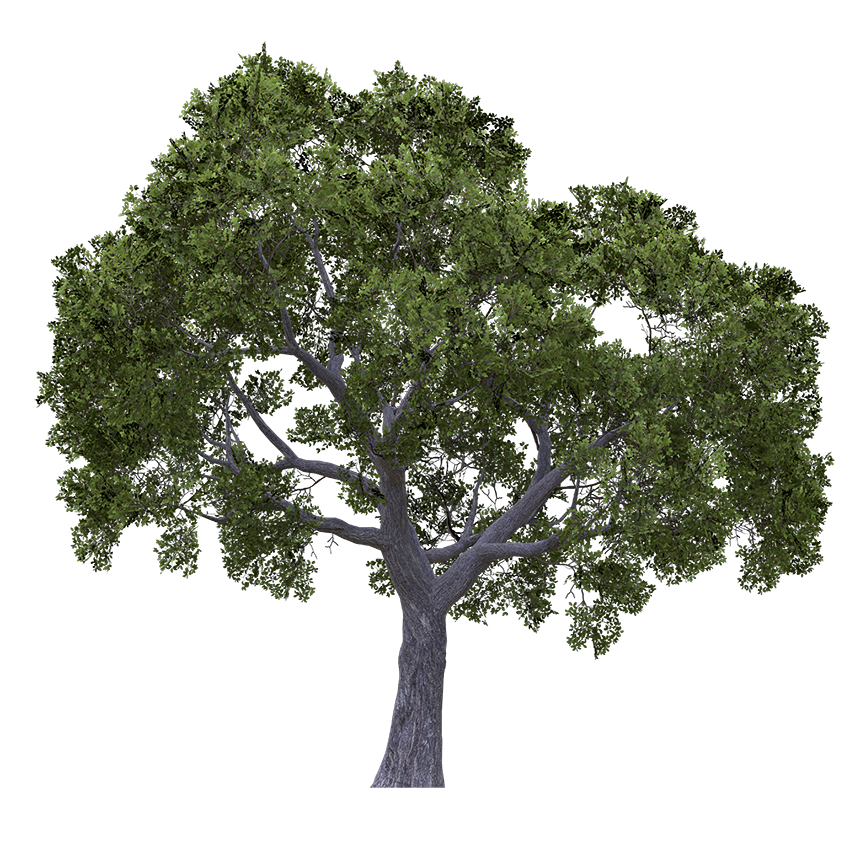 Diospyros ebenum - Ebony Tree